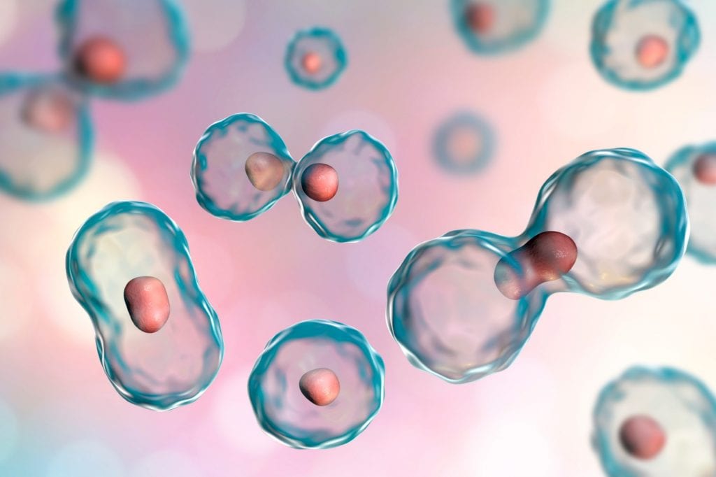 cytologia, cytologia płynna LBC, ginekolog, ginekolog Poznań, badania ginekologiczne